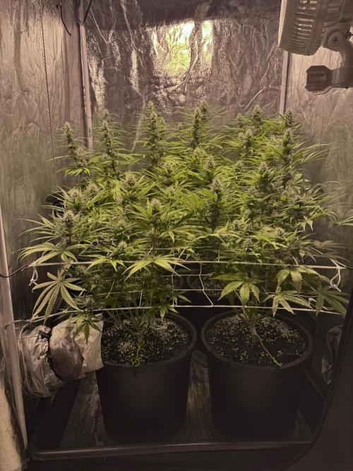 Franco’s Lemon Cheese. Week 9 - Day 63