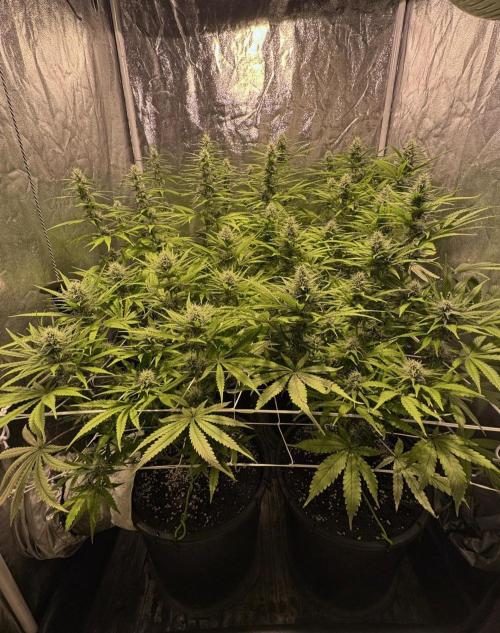 Franco's Lemon Cheese. Week 9