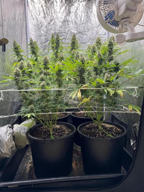 Franco’s Lemon Cheese. Week 12 - Day 84 New Led Flo S8