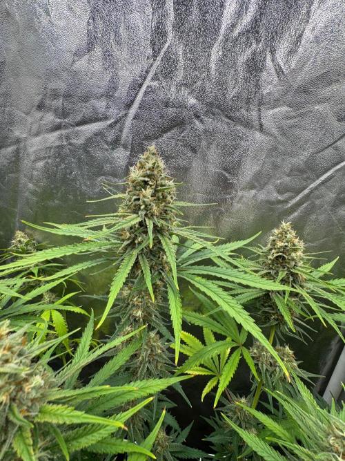 Franco’s Lemon Cheese. Week 12 - Day 84 New Led Flo S8