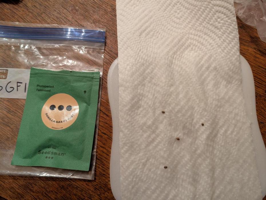 Gorilla gas fast F1 in Coco Coir. Week 0 - Just placed four seeds in the paper towel. Only grow in three let's go 😁