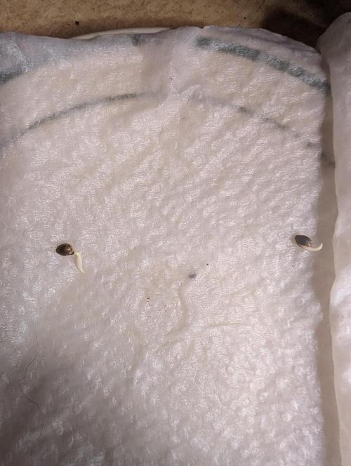 Gorilla gas fast F1 in Coco Coir. Week 0 - All the seeds popped sorry if you couldn't see the other 2.