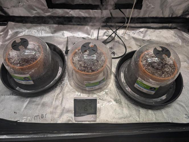 Gorilla gas fast F1 in Coco Coir. Week 0 - There in there home and just waiting for them to emerge form the coco.