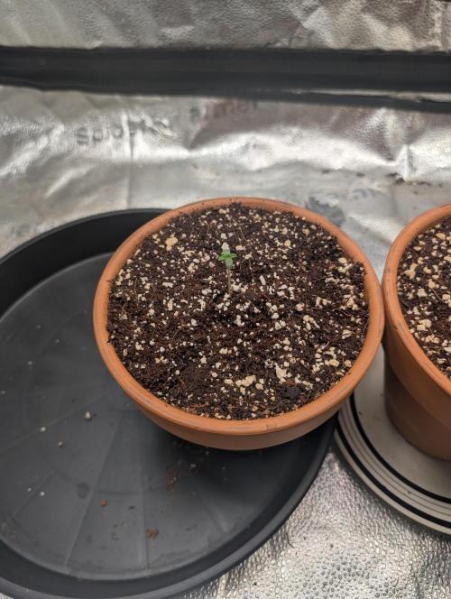 Gorilla gas fast F1 in Coco Coir. Week 0 - This is pheno 1