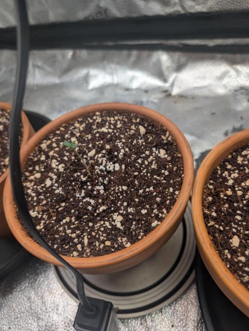 Gorilla gas fast F1 in Coco Coir. Week 0 - This is pheno 2