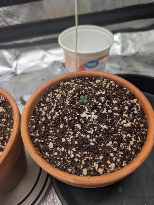 Gorilla gas fast F1 in Coco Coir. Week 0 - This is pheno 3