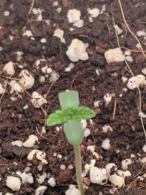 Gorilla gas fast F1 in Coco Coir. Week 0 - Pheno 1