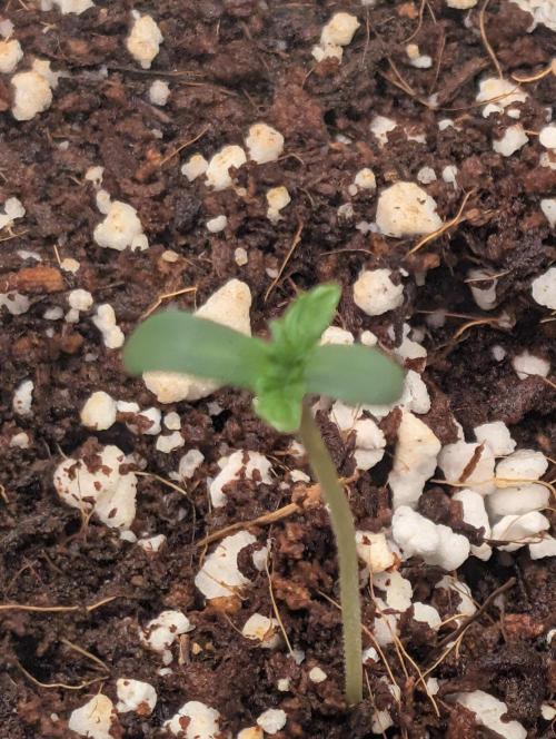 Gorilla gas fast F1 in Coco Coir. Week 0 - Pheno 2 