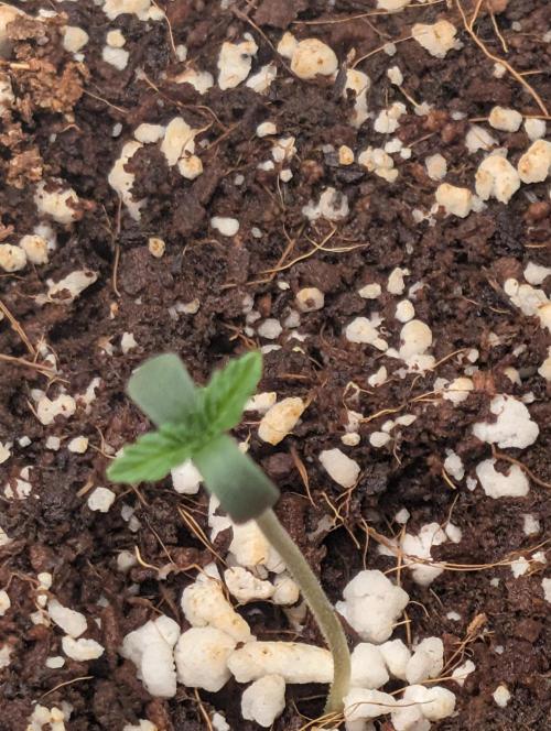 Gorilla gas fast F1 in Coco Coir. Week 0 - Pheno 3