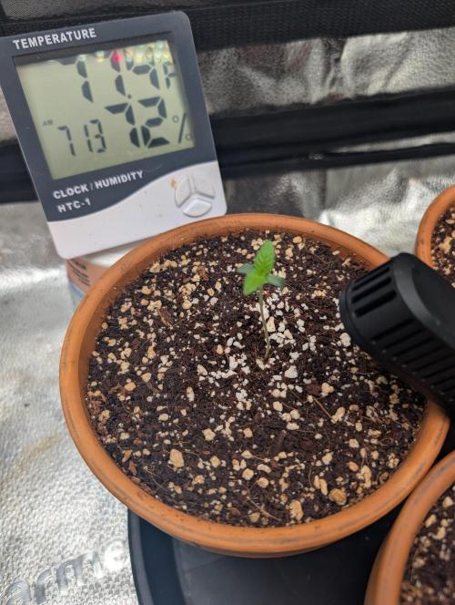 Gorilla gas fast F1 in Coco Coir. Week 0 - So far looking good.