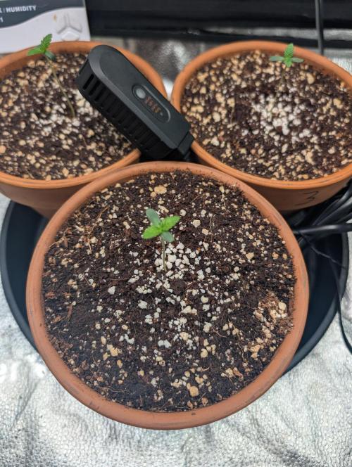 Gorilla gas fast F1 in Coco Coir. Week 0 - Pheno 2 👍