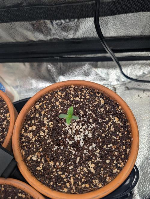 Gorilla gas fast F1 in Coco Coir. Week 0 - Pheno 3 👍