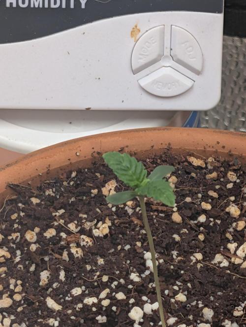 Gorilla gas fast F1 in Coco Coir. Week 0 - Pheno 1 👍