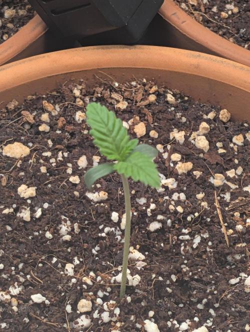 Gorilla gas fast F1 in Coco Coir. Week 0 - Pheno 2 👍