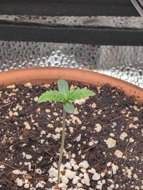 Gorilla gas fast F1 in Coco Coir. Week 0 - Pheno 3 👍