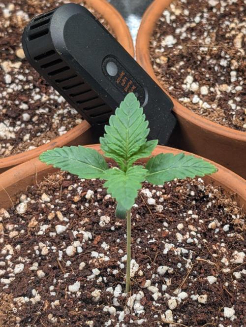 Gorilla gas fast F1 in Coco Coir. Week 0 - Pheno 1