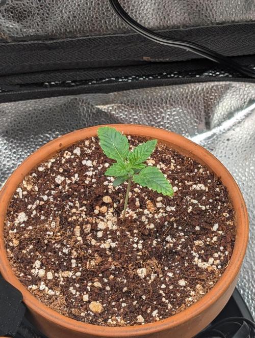 Gorilla gas fast F1 in Coco Coir. Week 0 - Pheno 2