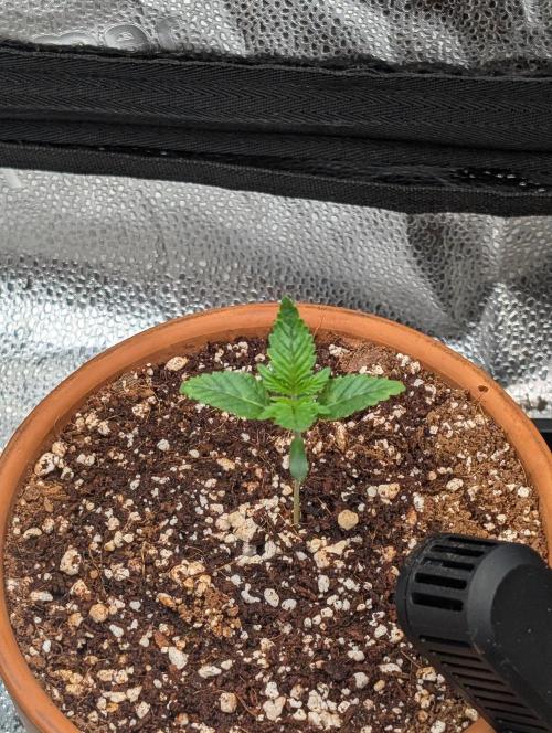 Gorilla gas fast F1 in Coco Coir. Week 0 - Pheno 3