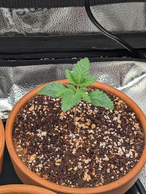 Gorilla gas fast F1 in Coco Coir. Week 0 - Pheno 2