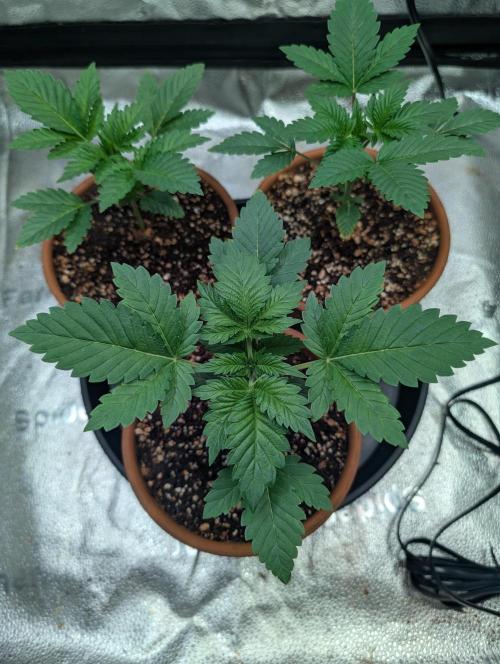 Gorilla gas fast F1 in Coco Coir. Week 1 - Pheno 1 👍