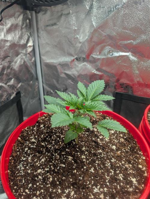 Gorilla gas fast F1 in Coco Coir. Week 1 - Pheno 3 