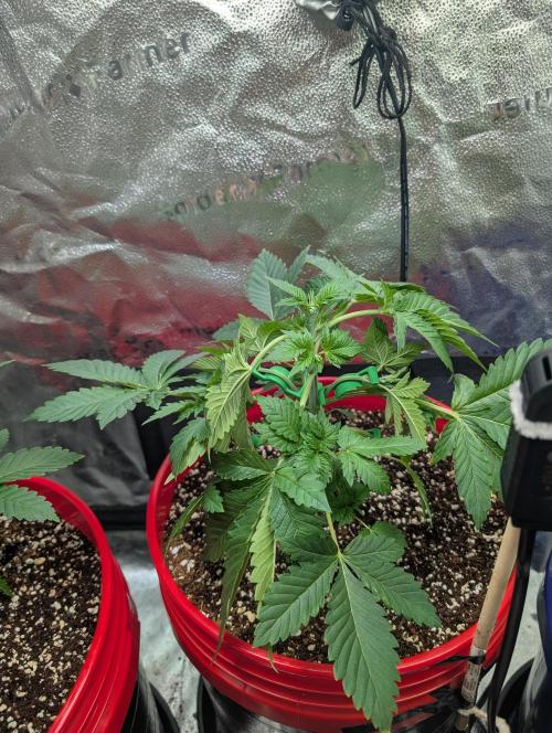 Gorilla gas fast F1 in Coco Coir. Week 2 - Pheno 1👍