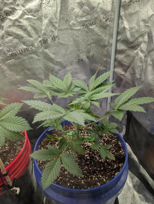 Gorilla gas fast F1 in Coco Coir. Week 2 - Pheno 2 👍
