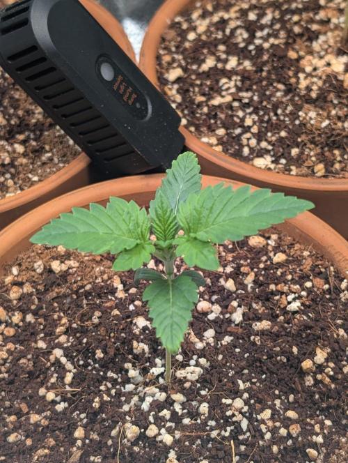 Gorilla gas fast F1 in Coco Coir. Week 1 - Pheno 1 👍