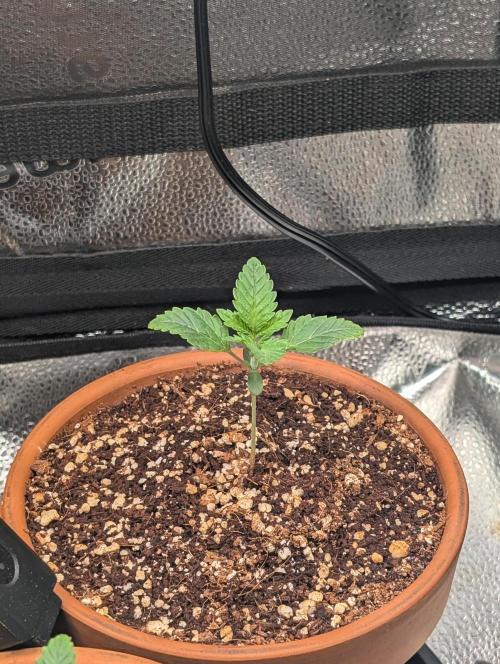 Gorilla gas fast F1 in Coco Coir. Week 1 - Pheno 2 👍