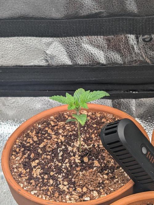 Gorilla gas fast F1 in Coco Coir. Week 1 - Pheno 3 👍