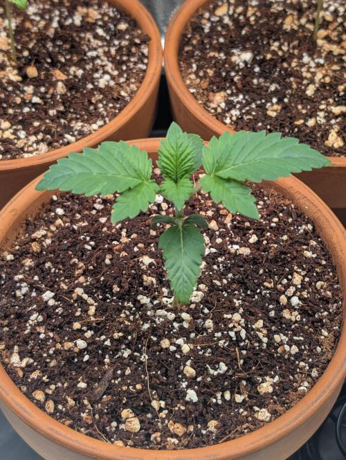 Gorilla gas fast F1 in Coco Coir. Week 1 - Pheno 1 👍