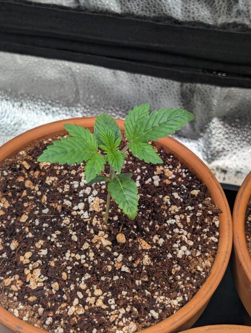 Gorilla gas fast F1 in Coco Coir. Week 1 - Pheno 3 👍