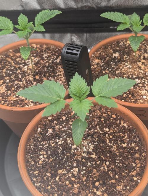 Gorilla gas fast F1 in Coco Coir. Week 1 - Pheno 1 👍