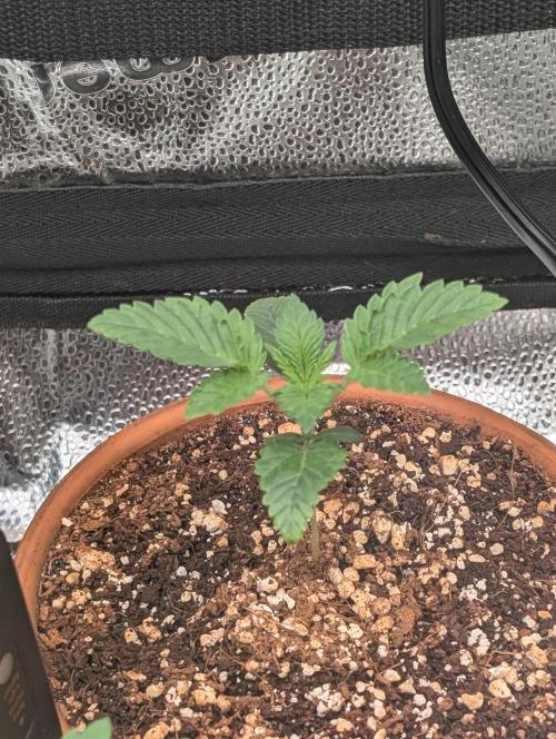 Gorilla gas fast F1 in Coco Coir. Week 1 - Pheno 2 👍