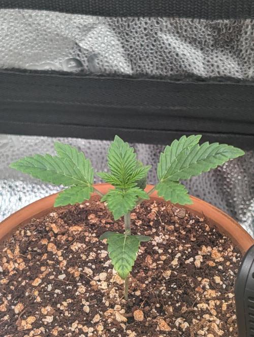 Gorilla gas fast F1 in Coco Coir. Week 1 - Pheno 3 👍