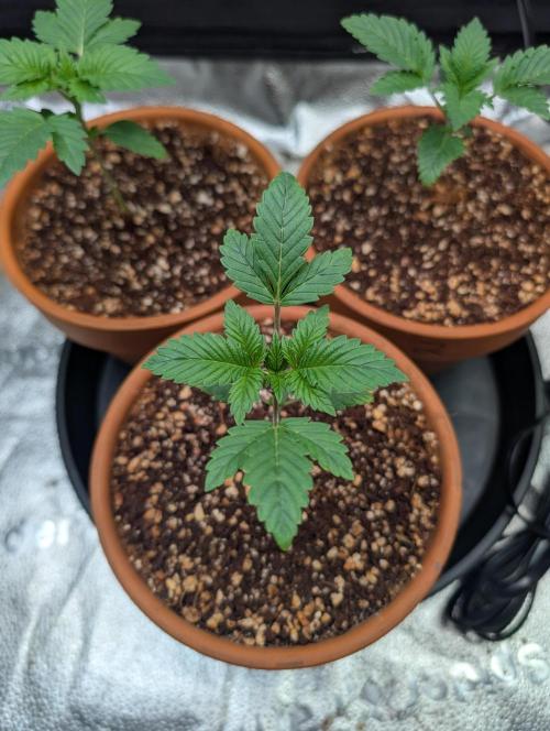 Gorilla gas fast F1 in Coco Coir. Week 1 - Pheno 1 👍