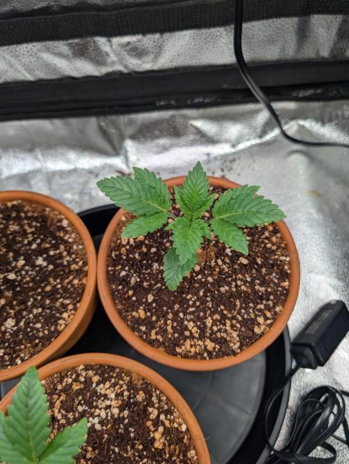 Gorilla gas fast F1 in Coco Coir. Week 1 - Pheno 2 👍