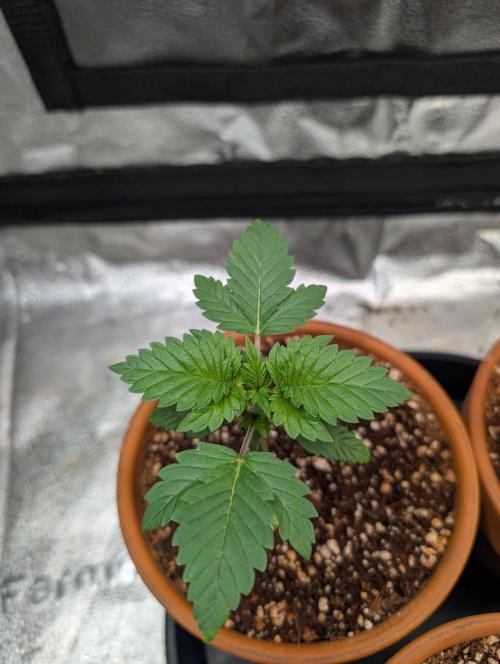 Gorilla gas fast F1 in Coco Coir. Week 1 - Pheno 3 👍