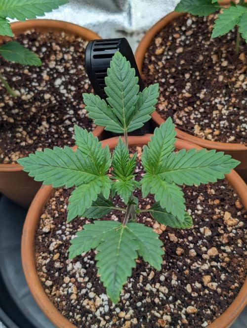 Gorilla gas fast F1 in Coco Coir. Week 1 - Pheno 1 👍