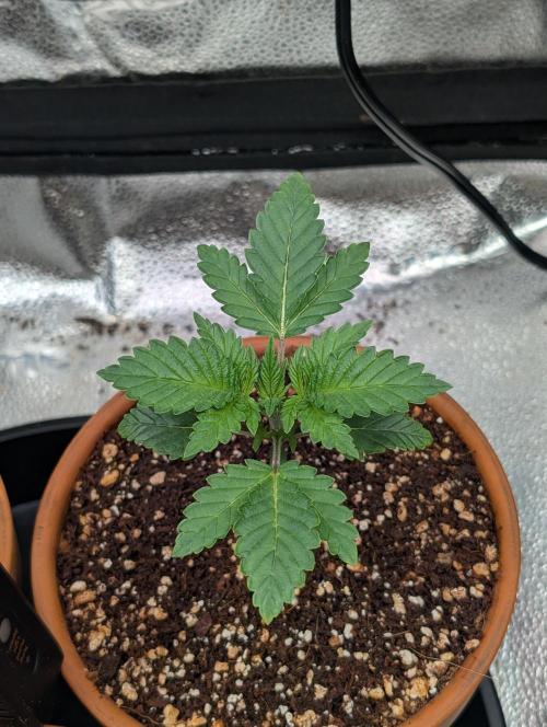 Gorilla gas fast F1 in Coco Coir. Week 1 - Pheno 2 👍