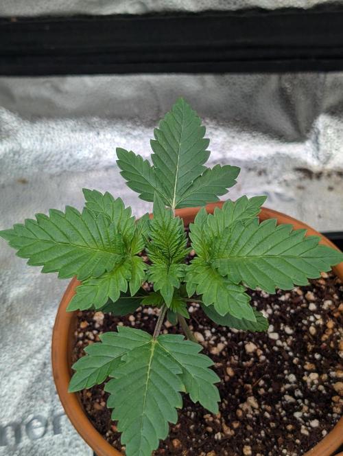 Gorilla gas fast F1 in Coco Coir. Week 1 - Pheno 3 👍