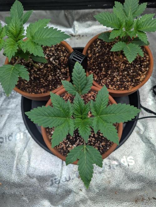 Gorilla gas fast F1 in Coco Coir. Week 1 - Pheno 1 👍