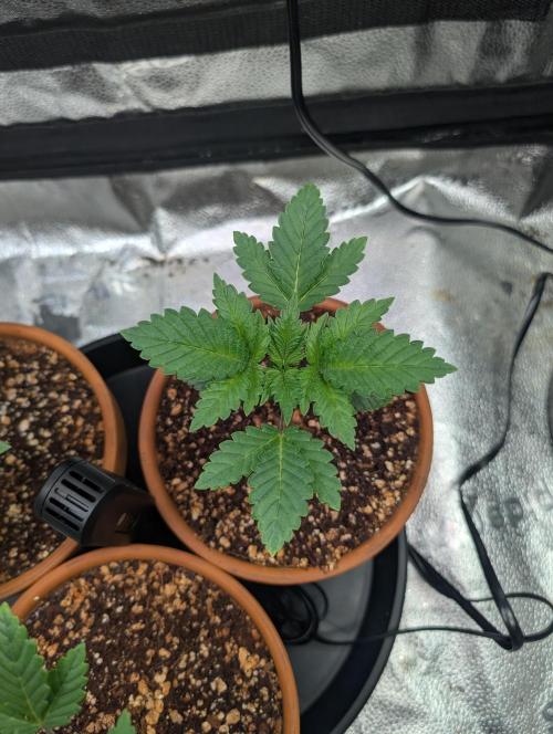 Gorilla gas fast F1 in Coco Coir. Week 1 - Pheno 2 👍