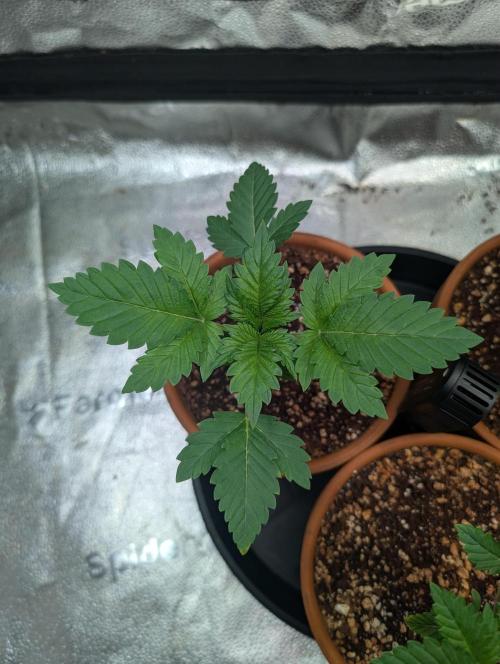 Gorilla gas fast F1 in Coco Coir. Week 1 - Pheno 3 👍