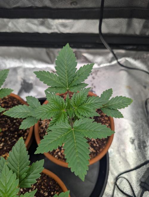 Gorilla gas fast F1 in Coco Coir. Week 1 - Pheno 2 👍