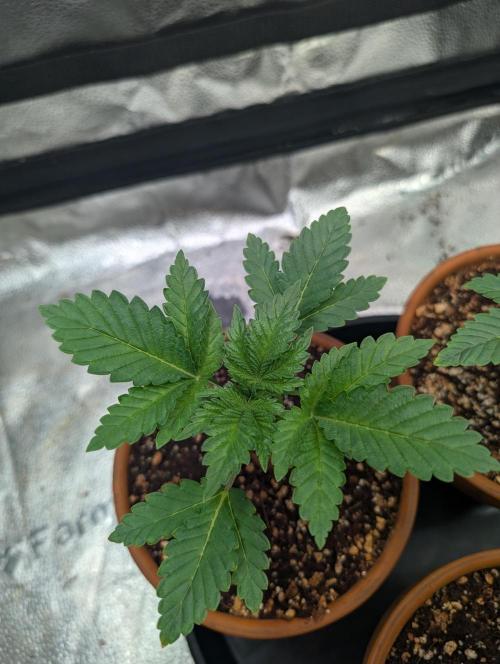 Gorilla gas fast F1 in Coco Coir. Week 1 - Pheno 3 👍