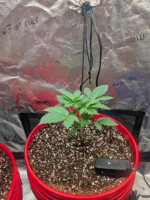 Gorilla gas fast F1 in Coco Coir. Week 1 - Pheno 1 after transplant 👍