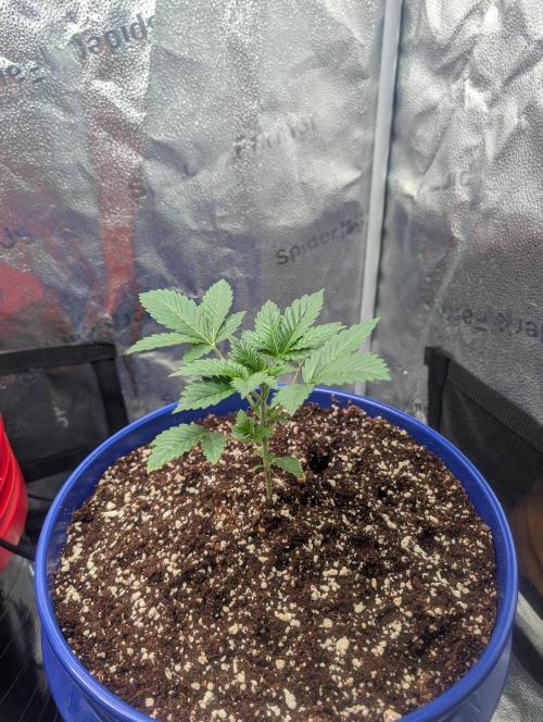 Gorilla gas fast F1 in Coco Coir. Week 1 - Pheno 2 after transplant 👍