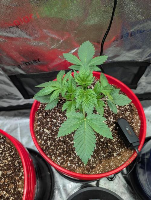 Gorilla gas fast F1 in Coco Coir. Week 1