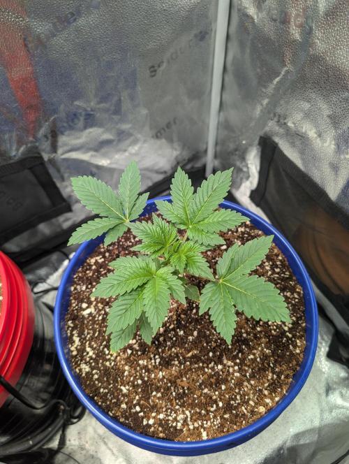 Gorilla gas fast F1 in Coco Coir. Week 1